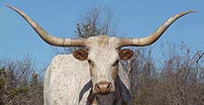 Long Horned Females with stout breeding pedigrees