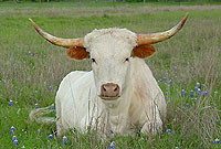Sterling Blanca in the bluebonnets