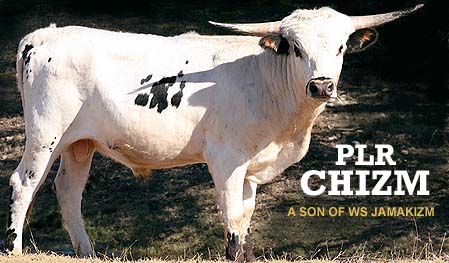 See More About PLR CHIZM