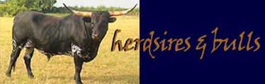 See Herdsires and Bull Prospects