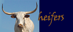 See information on Heifers