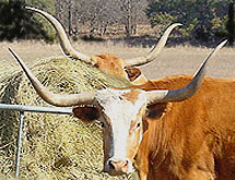 Whose horns are whose?