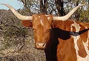 Beautiful Foundation Cows