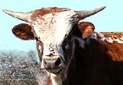 See More about PLR Texas Tommie