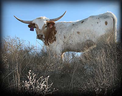 One of our  breeding-aged heifers, JB Valentine Diamond