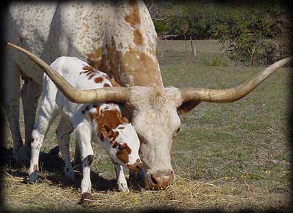 Bayou Lou and her 2006 heifer, PLR Dona Hallelujah